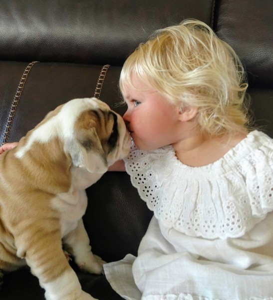 [MOTHER NAME] (Demo), English Bulldog
