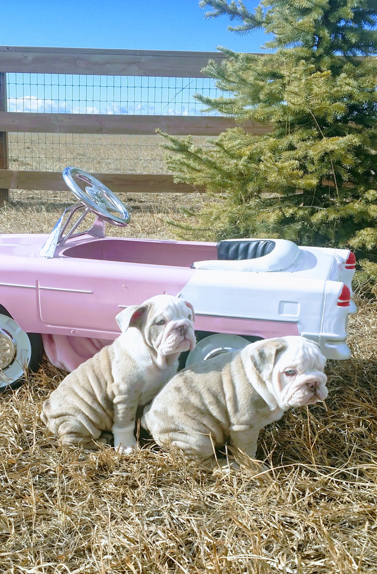 Two English Bulldog puppies sitting by a vintage pink pedal car on the ranch