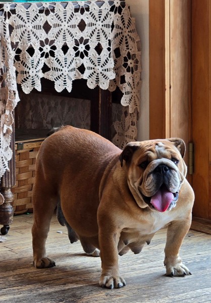 English Bulldog resting on a farmhouse porch