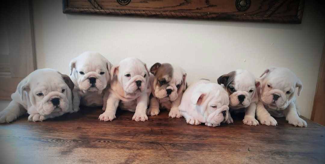 Spring Litter (Demo) English Bulldog litter